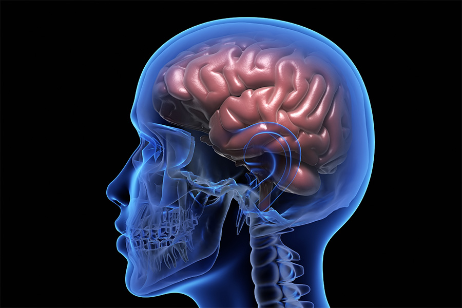 3d model of a human brain