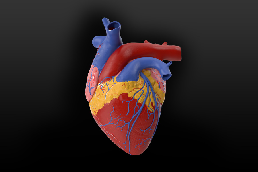 3d model of a human heart